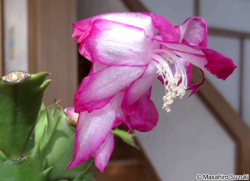 シャコバサボテン Schlumberugera sp.