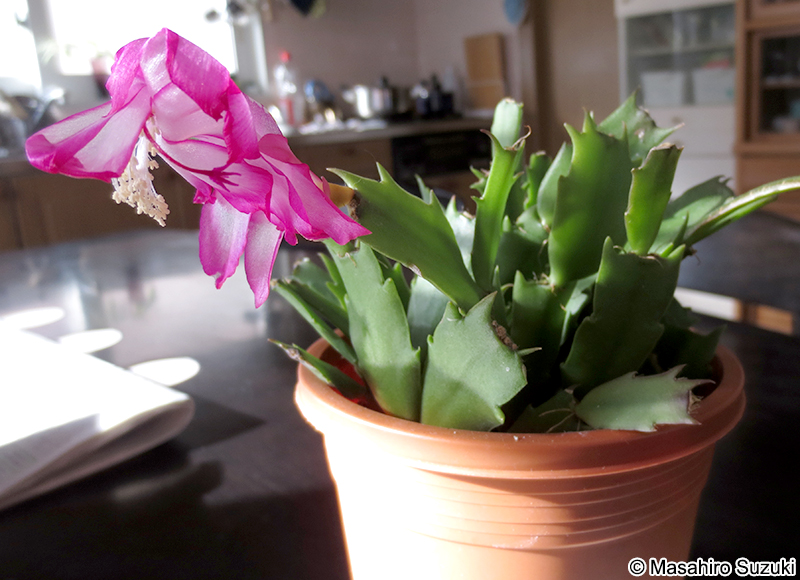 シャコバサボテン Schlumberugera sp.