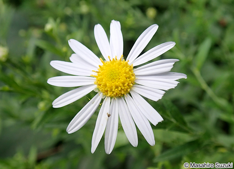 シオン属の1種 Aster sp.