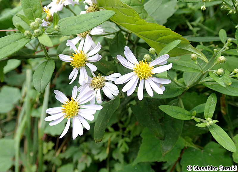シオン属の1種 Aster sp.