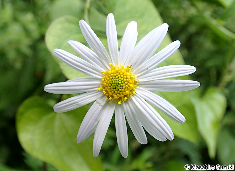 シオン属の1種 Aster sp.