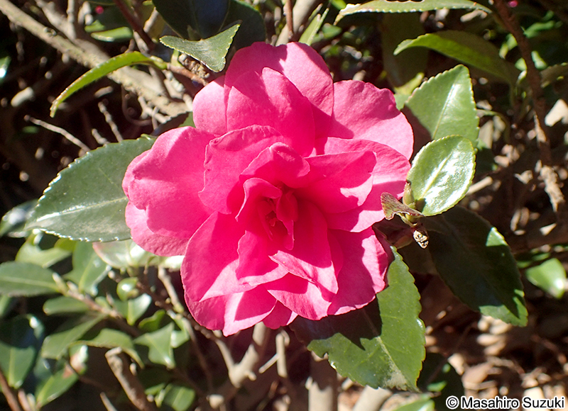 獅子頭 Camellia sasanqua 'Shishigashira'