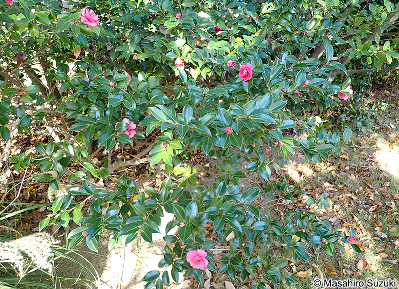 獅子頭 Camellia sasanqua 'Shishigashira'