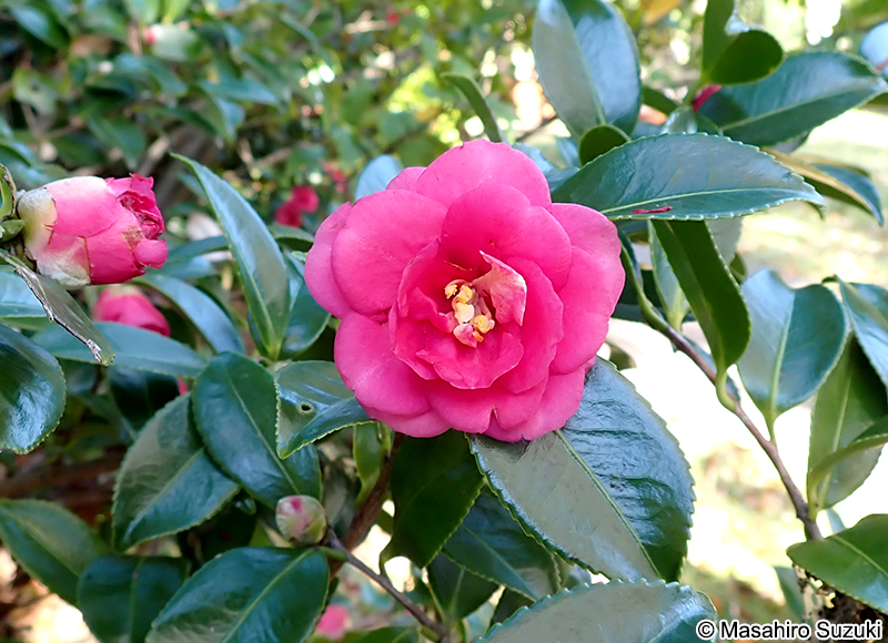 獅子頭 Camellia sasanqua 'Shishigashira'