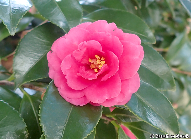 獅子頭 Camellia sasanqua 'Shishigashira'