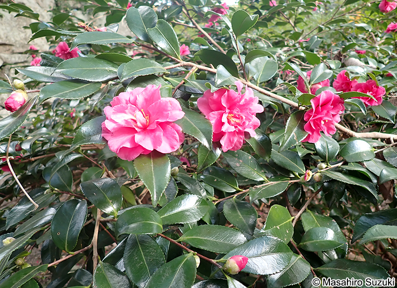 獅子頭 Camellia sasanqua 'Shishigashira'
