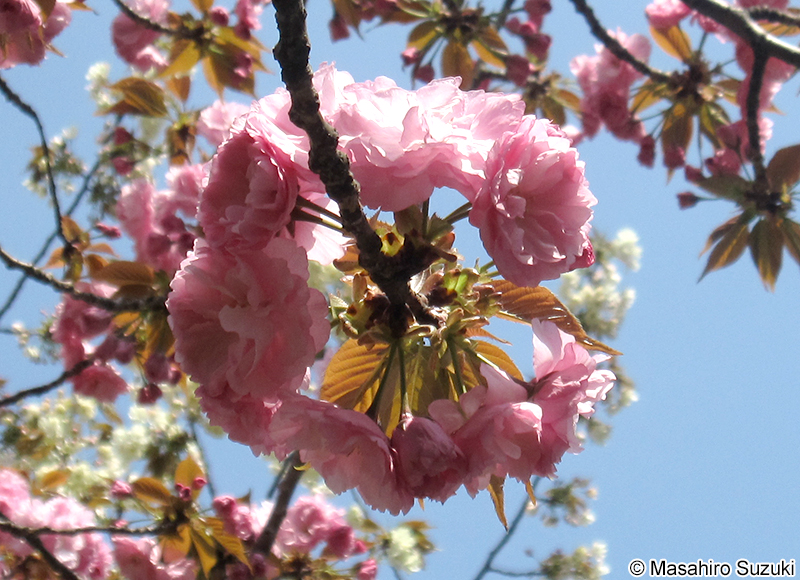 カンザン Cerasus serrulata 'Sekiyama'