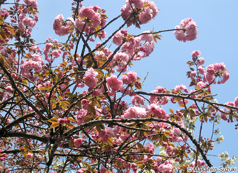 カンザン Cerasus serrulata 'Sekiyama'