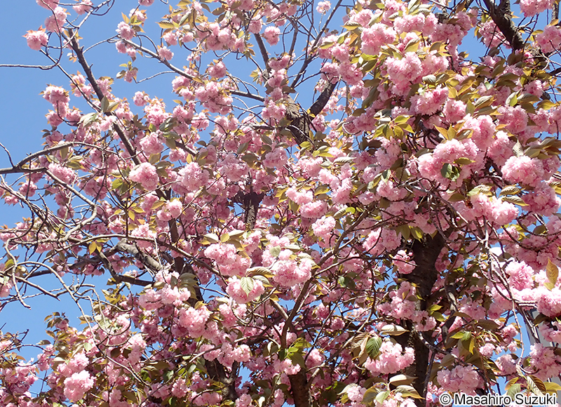 カンザン Cerasus serrulata 'Sekiyama'