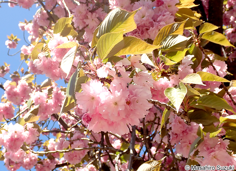 カンザン Cerasus serrulata 'Sekiyama'