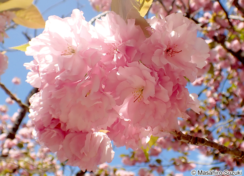 カンザン Cerasus serrulata 'Sekiyama'
