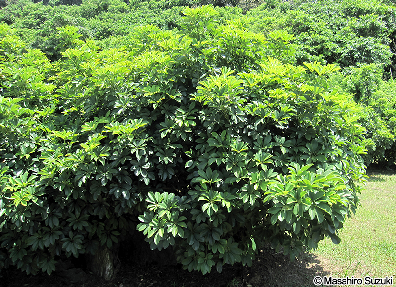 カポック（ヤドリフカノキ） Schefflera arboricola