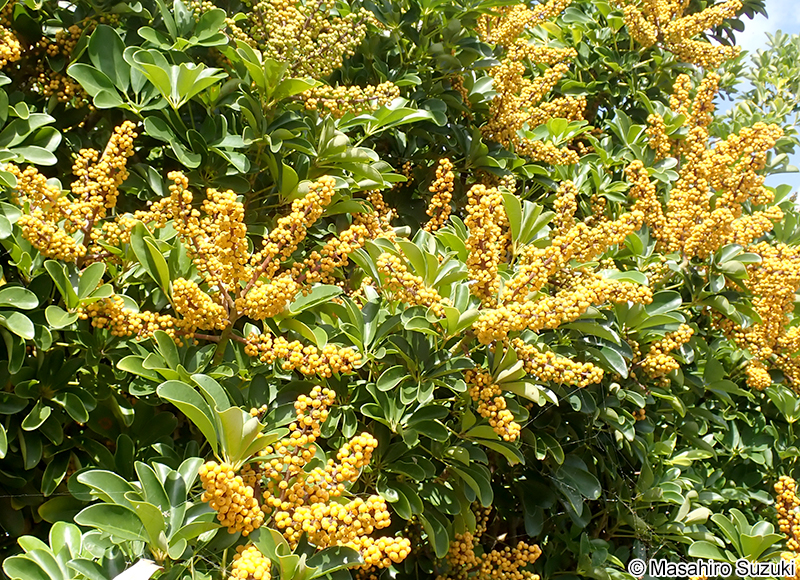 カポック（ヤドリフカノキ） Schefflera arboricola