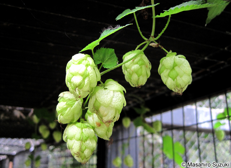 カラハナソウ Humulus lupulus var. cordifolius