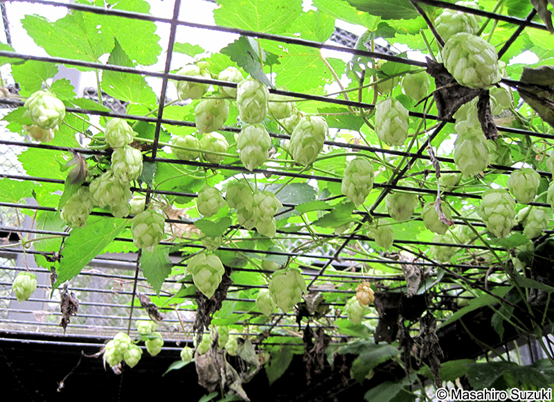 カラハナソウ Humulus lupulus var. cordifolius