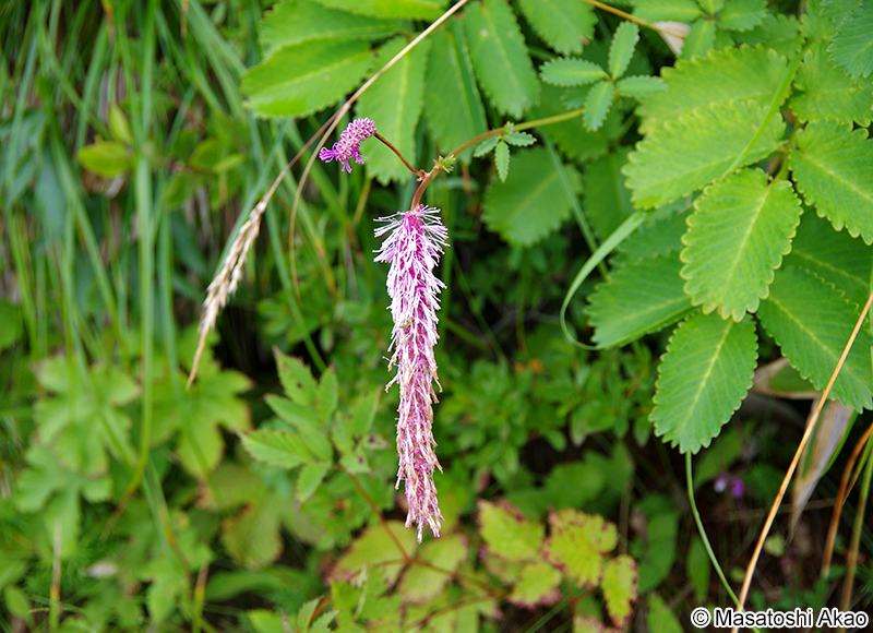 カライトソウ Sanguisorba hakusanensis