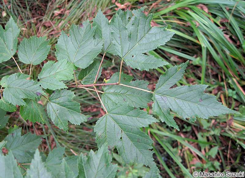 カラコギカエデ Acer ginnala var. aidzuense
