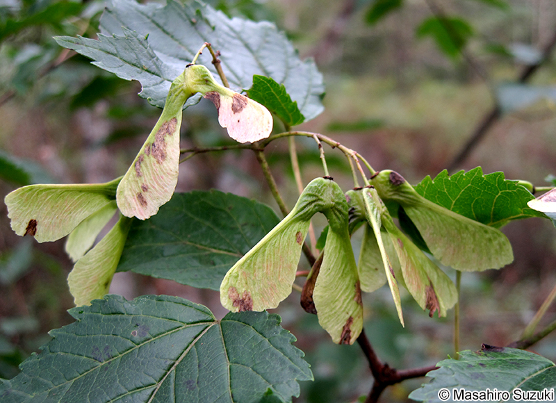 カラコギカエデ Acer ginnala var. aidzuense
