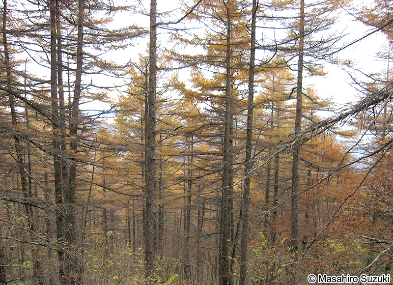 カラマツ Larix kaempferi
