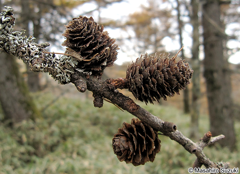 カラマツ Larix kaempferi