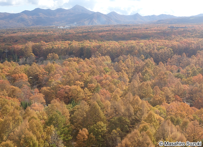 カラマツの紅葉