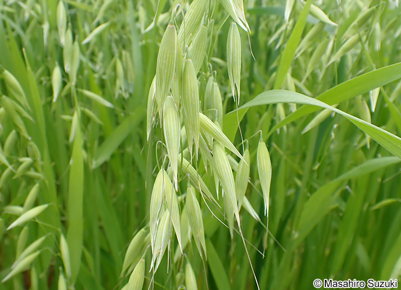 カラスムギ Avena fatua
