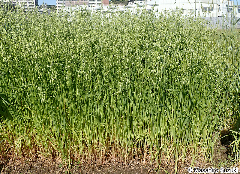 カラスムギ Avena fatua