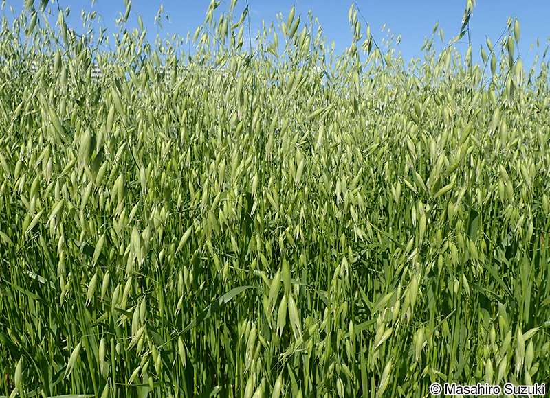 カラスムギ Avena fatua