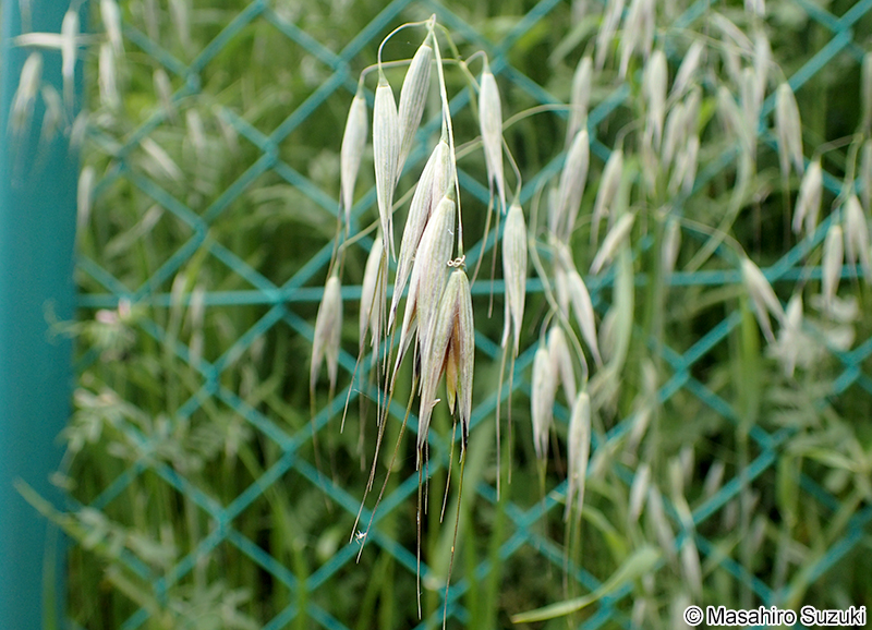カラスムギの小穂