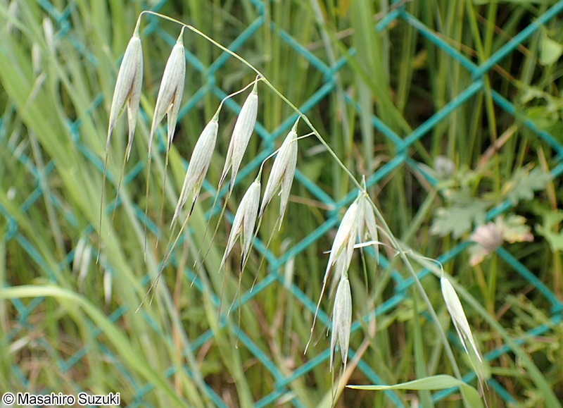 カラスムギ Avena fatua