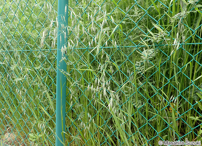 カラスムギ Avena fatua