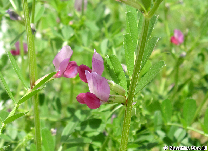 ヤハズエンドウ（カラスノエンドウ） Vicia sativa subsp. nigra