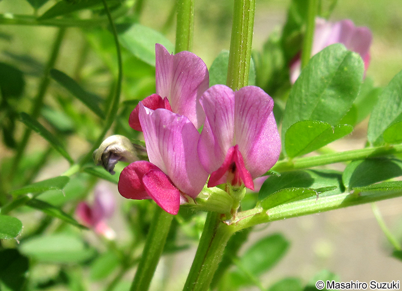 ヤハズエンドウ（カラスノエンドウ） Vicia sativa subsp. nigra