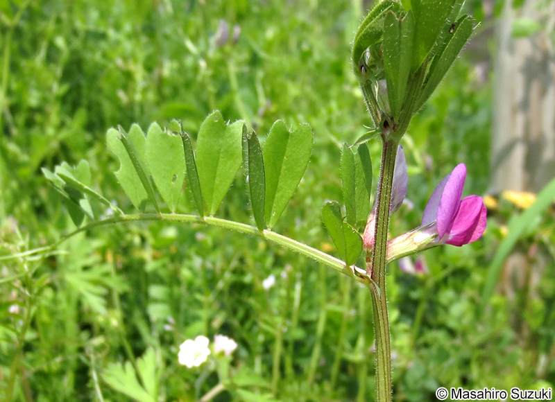 ヤハズエンドウ（カラスノエンドウ） Vicia sativa subsp. nigra