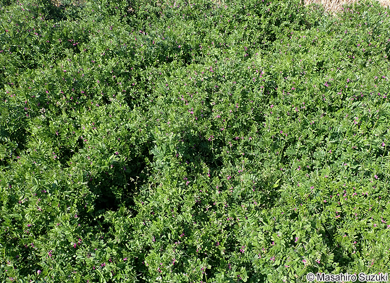ヤハズエンドウ（カラスノエンドウ） Vicia sativa subsp. nigra