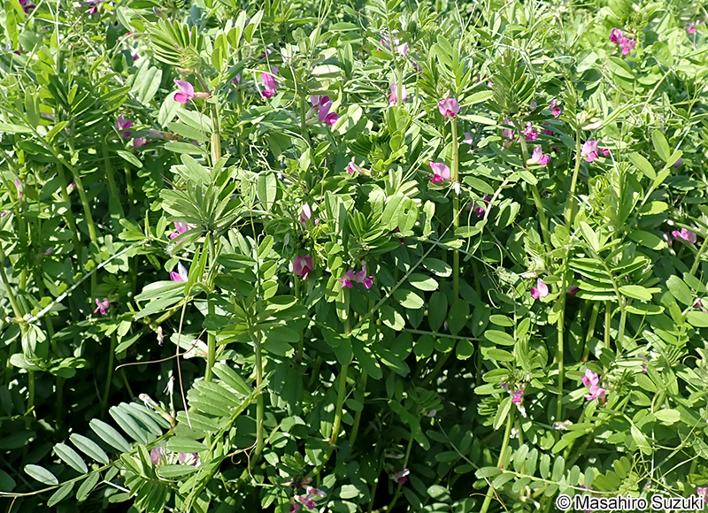 ヤハズエンドウ（カラスノエンドウ） Vicia sativa subsp. nigra