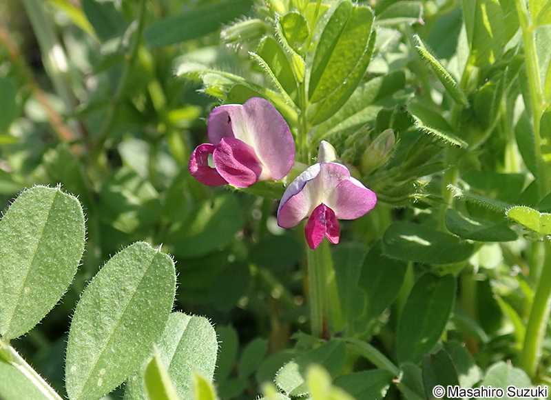 ヤハズエンドウ（カラスノエンドウ） Vicia sativa subsp. nigra