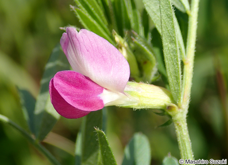 ヤハズエンドウ（カラスノエンドウ） Vicia sativa subsp. nigra