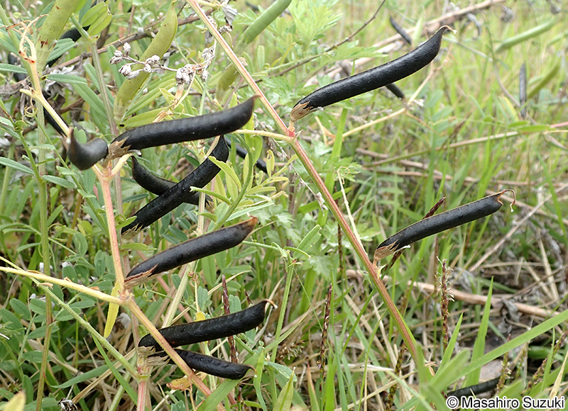 ヤハズエンドウ（カラスノエンドウ） Vicia sativa subsp. nigra