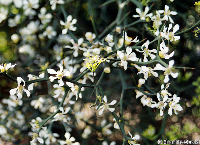 カラタチ Citrus trifoliata