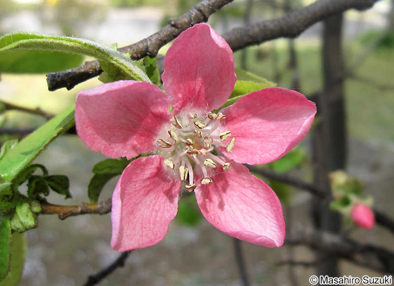 カリン Pseudocydonia sinensis