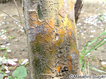 カリン Pseudocydonia sinensis