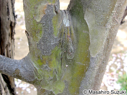 カリン Pseudocydonia sinensis