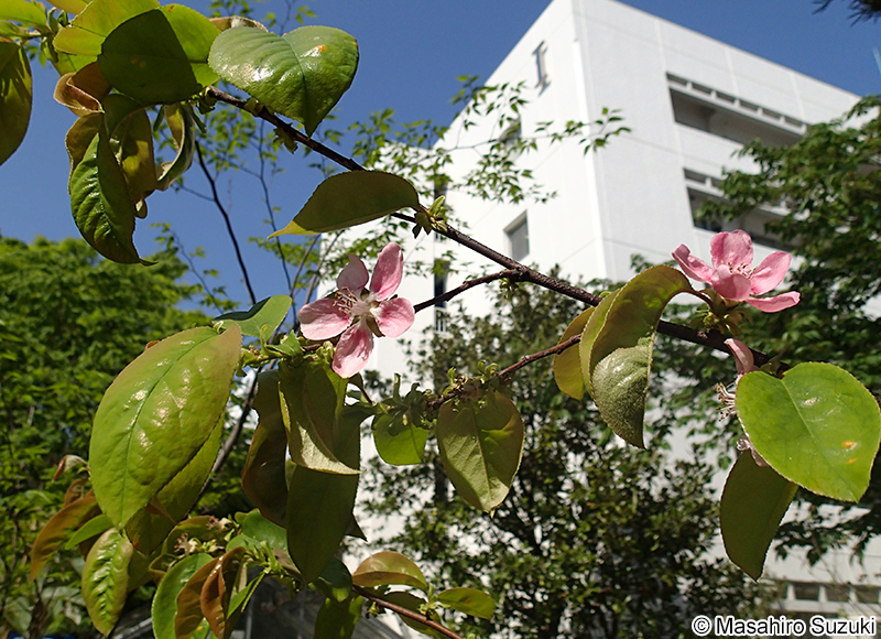 カリン Pseudocydonia sinensis