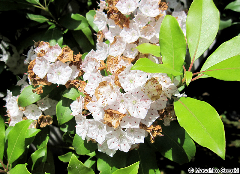 アメリカシャクナゲ（マウンテンローレル） Kalmia latifolia