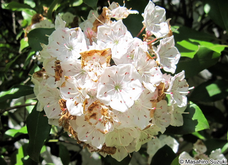 アメリカシャクナゲ（マウンテンローレル） Kalmia latifolia