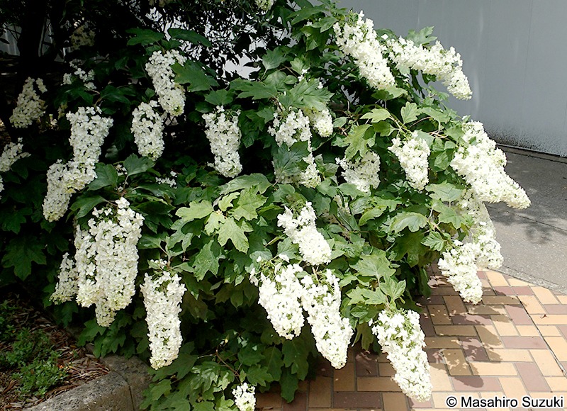 カシワバアジサイ Hydrangea quercifolia