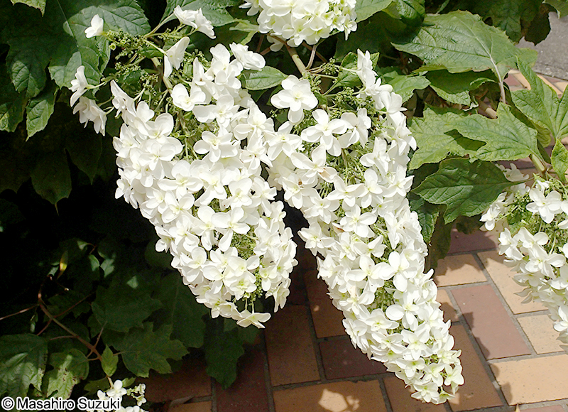 カシワバアジサイ Hydrangea quercifolia