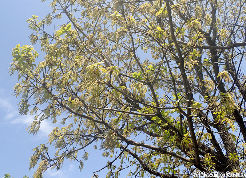 カシワ Quercus dentata