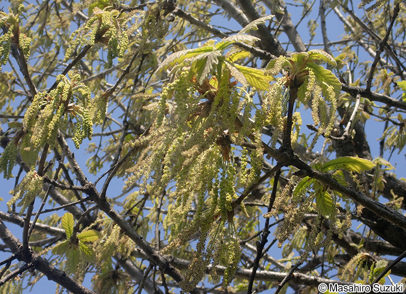 カシワ Quercus dentata